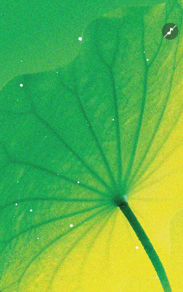 二十四节气小暑节气祝福宣传